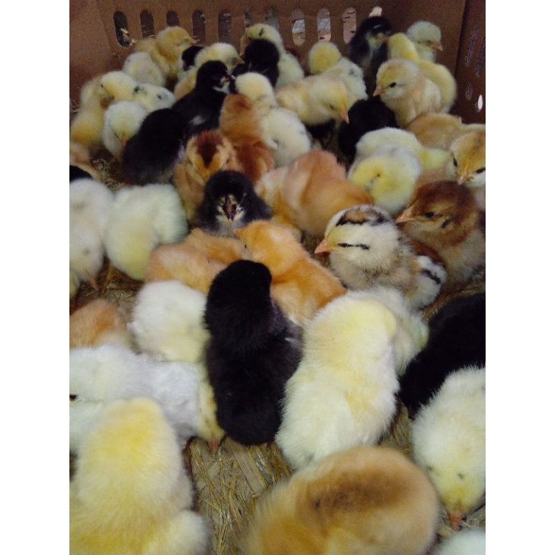 Grosir Doc Ayam Kampung Super *JOPER* Vaksin Per Box Isi 102.