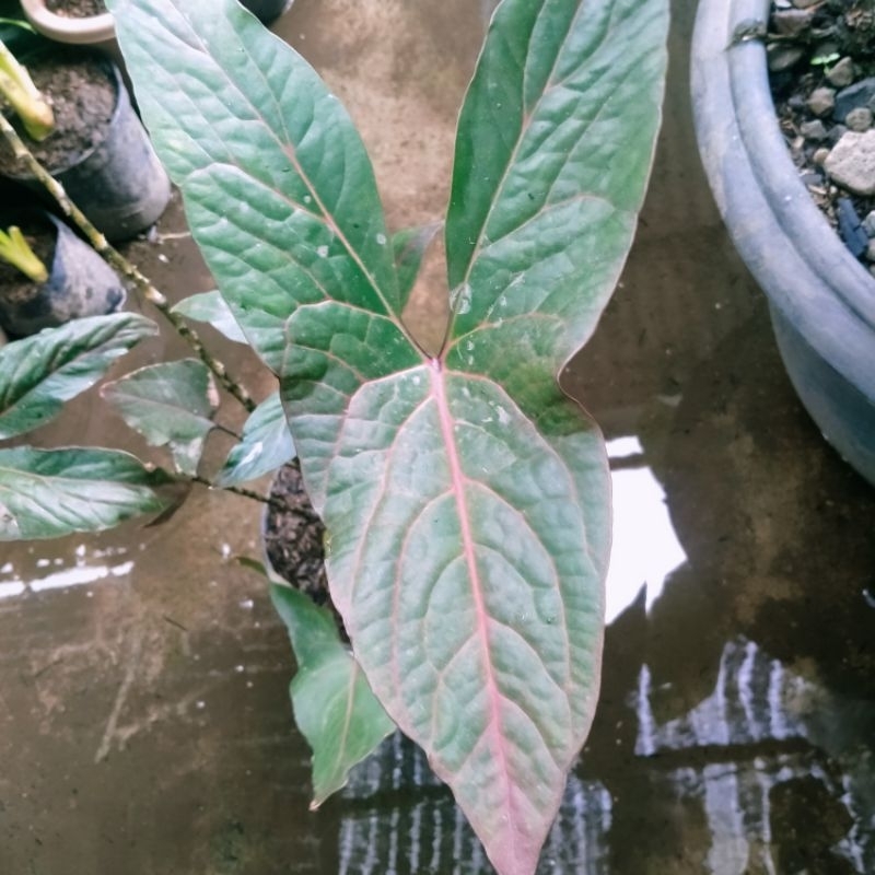 cyrtosperma johnstonii