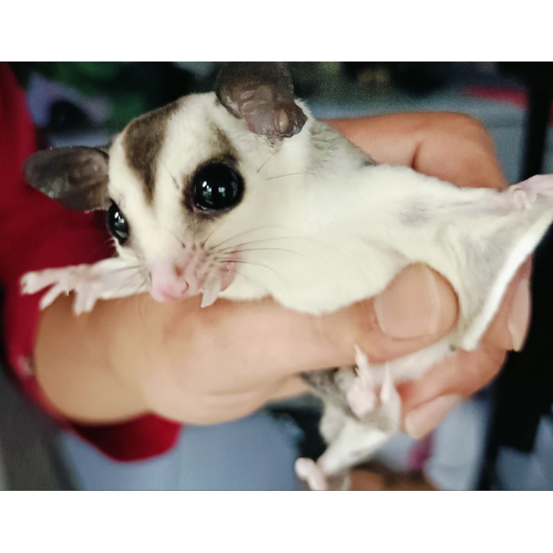 Sugar glider white face