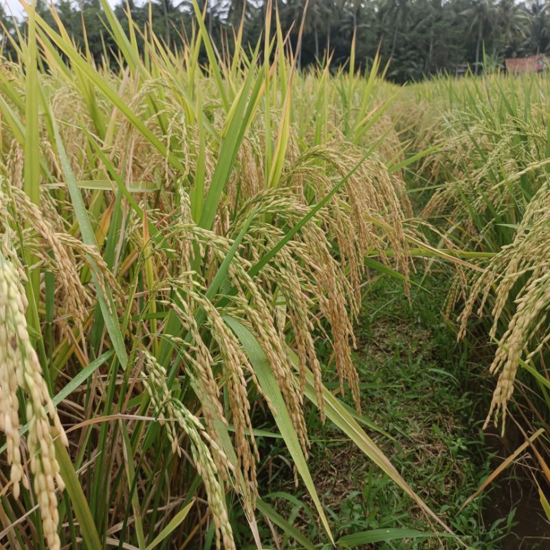 Benih padi INBRIDA C2 KMS 5KG