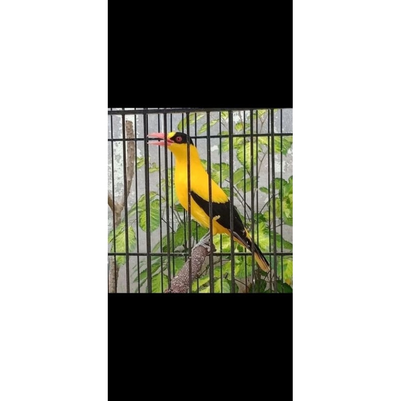 Kepodang Bali mulus sdh rawatan