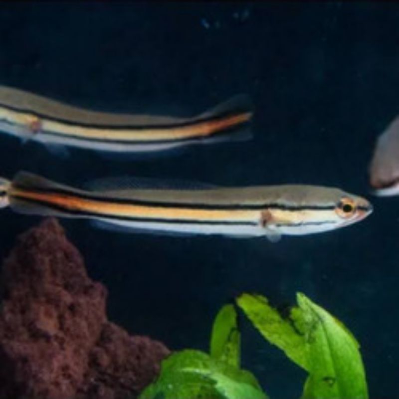 Ikan Channa Micropeltes / Toman Ukuran 6-8 Cm Hiasan Aquarium