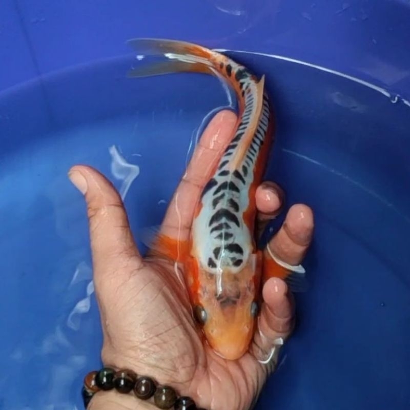 Ikan Koi F1 / Dari Indukan Import / Rumah Koi Jakarta / kode 007