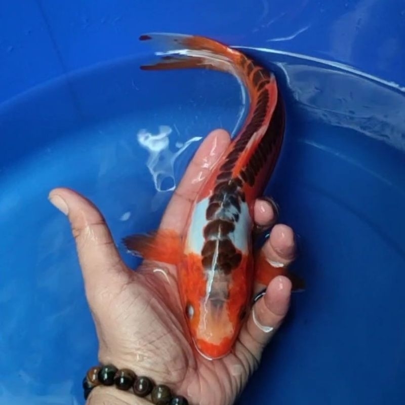 Ikan Koi F1 / Dari Indukan Import / Rumah Koi Jakarta / kode 009