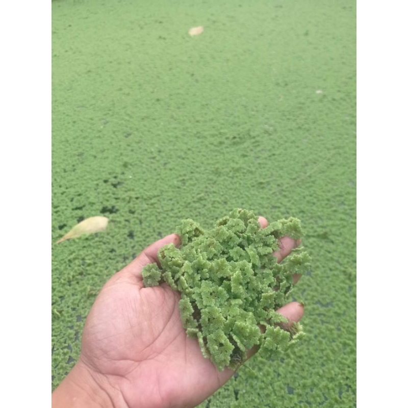 Azolla. Azola Microphyla Pinnata 500gr