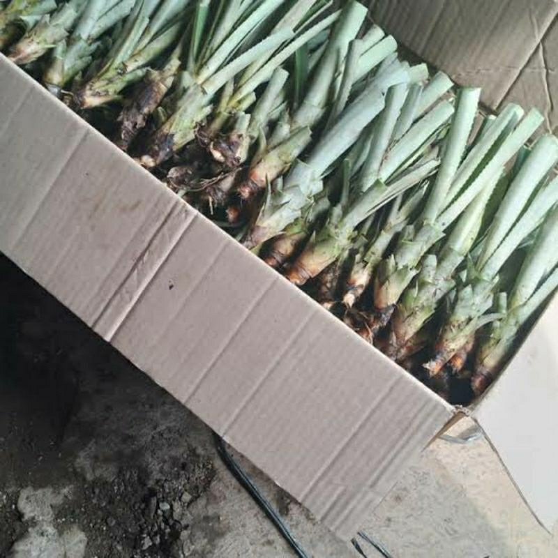 bibit pohon nanas madu belik pemalang