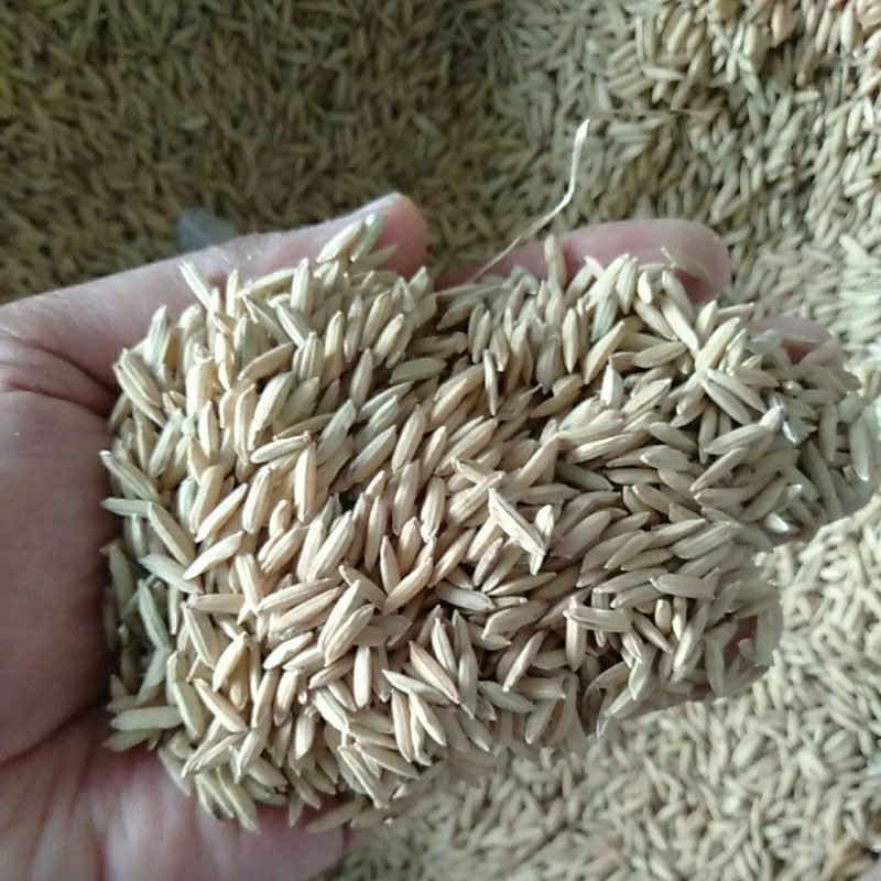 Gabah Padi pakan ayam jago 1kg