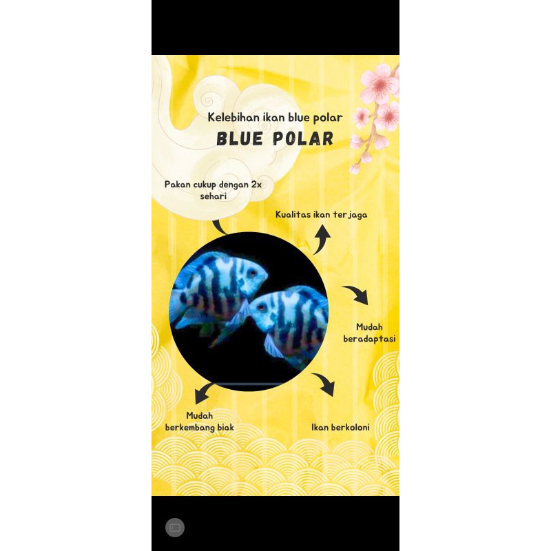 Blue polar
