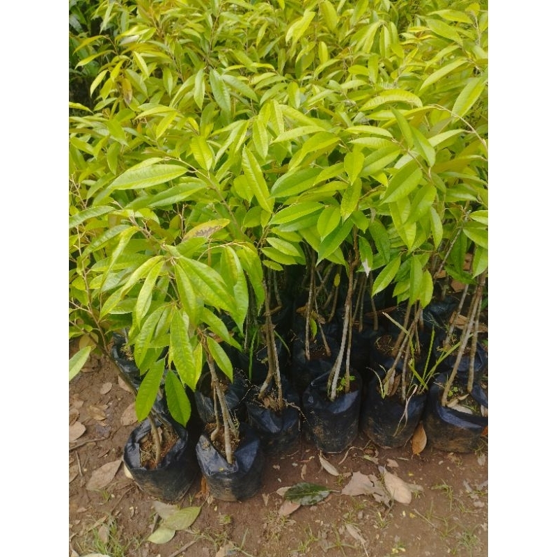 BIBIT DURIAN KAKI 3 JENIS OCHE BATANG BESAR SUPER RIMBUN