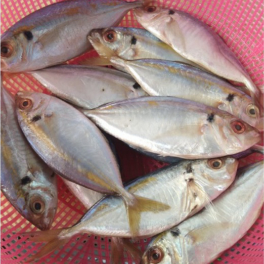 

Ikan Selar Segar Berkualitas FREE DIBERSIHKAN 1 Kg