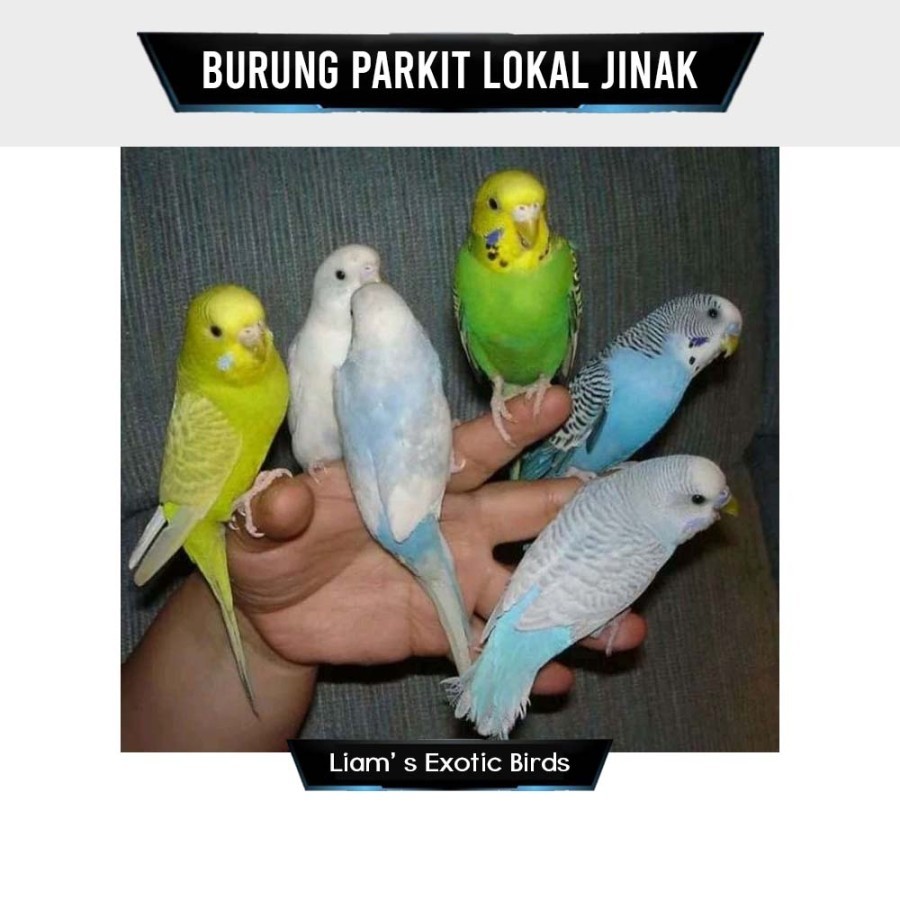 Burung Parkit Jinak Warna Parkit Lokal Jinak