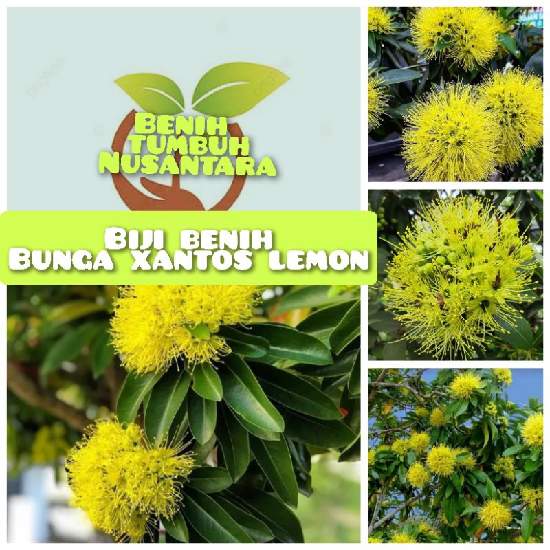 12 butir biji/benih bunga xantos lemon/Santos lemon