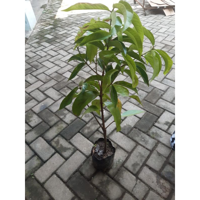 Jambu jamaika asli Jumbo