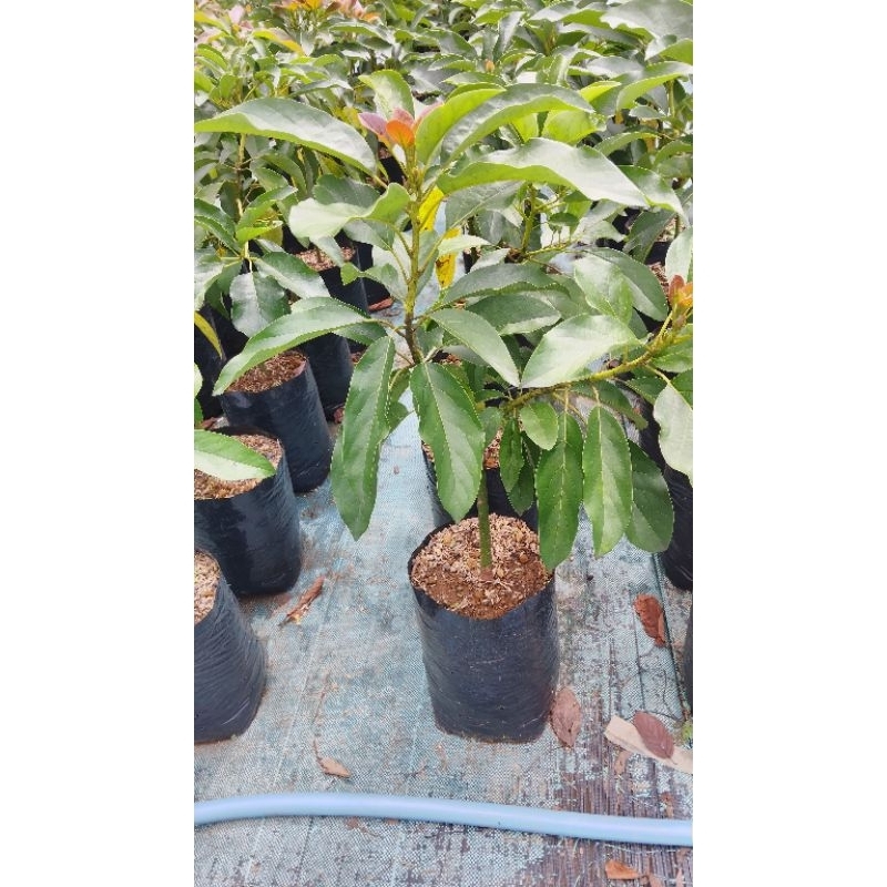 bibit alpukat b10 /bokongteen