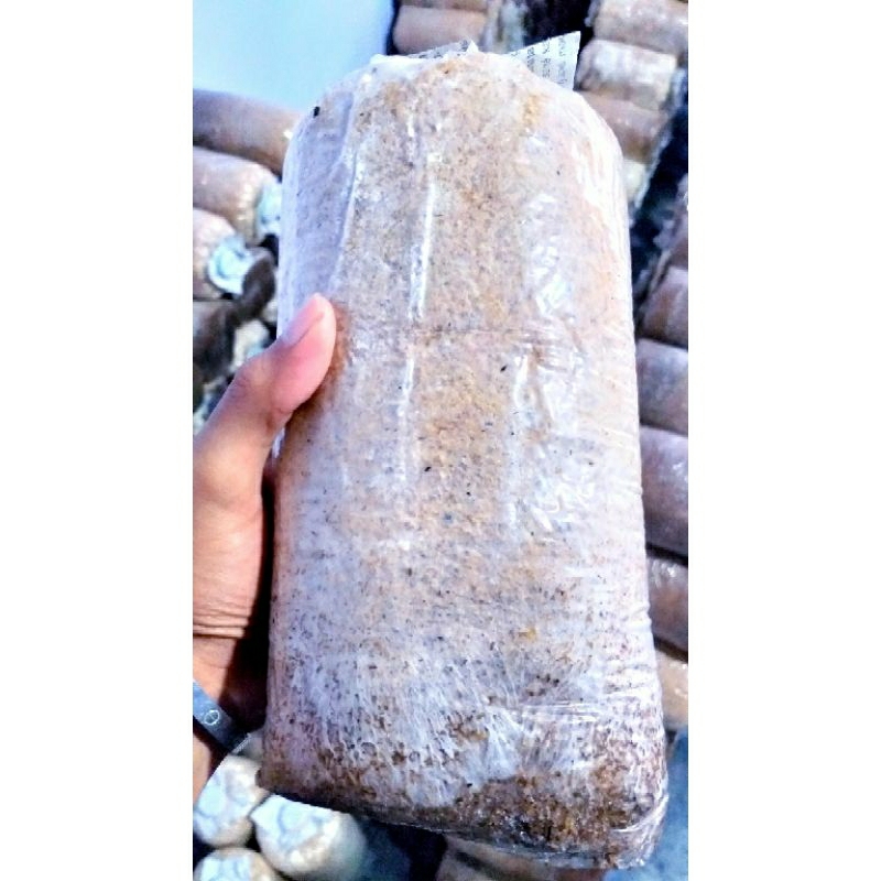 

Baglog Jamur Tiram