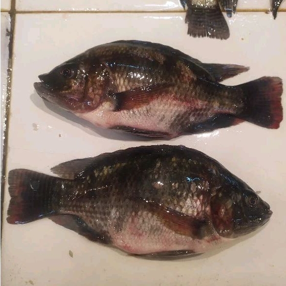 

Ikan Nila / Mujair Segar 1kg