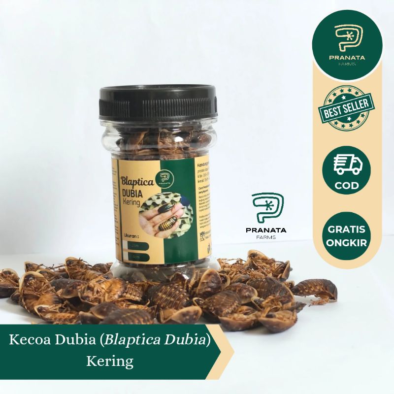 Kecoa Dubia Blaptica Dubia Kering Makanan Ikan Arwana Chana Sugar Glider Landak Mini
