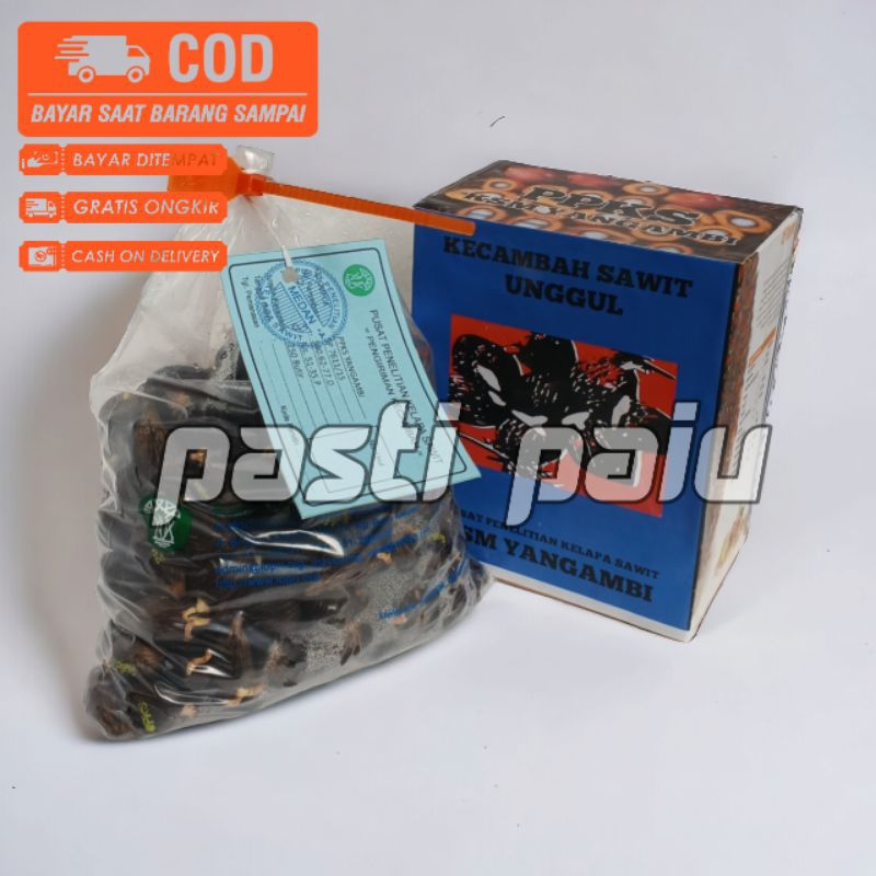 Benih Sawit Unggul yangambi bersertifikat