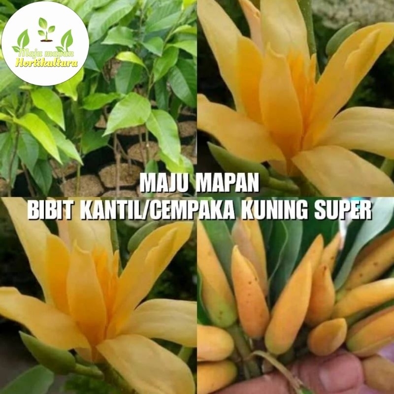 BIBIT KEMBANG KANTIL KUNING (CEMPAKA KUNING)