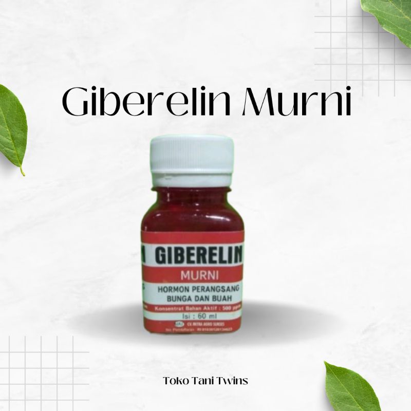 Giberelin Murni 60 ml