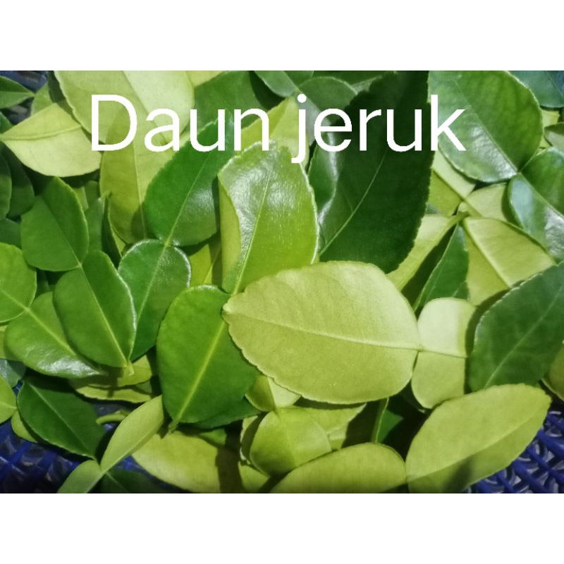 

Daun jeruk