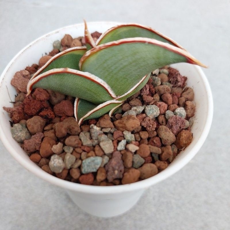 Sansevieria Rorida var