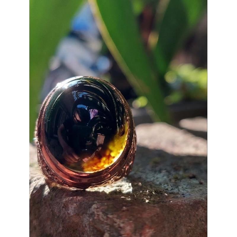 Bacan Coklat Merah HQ