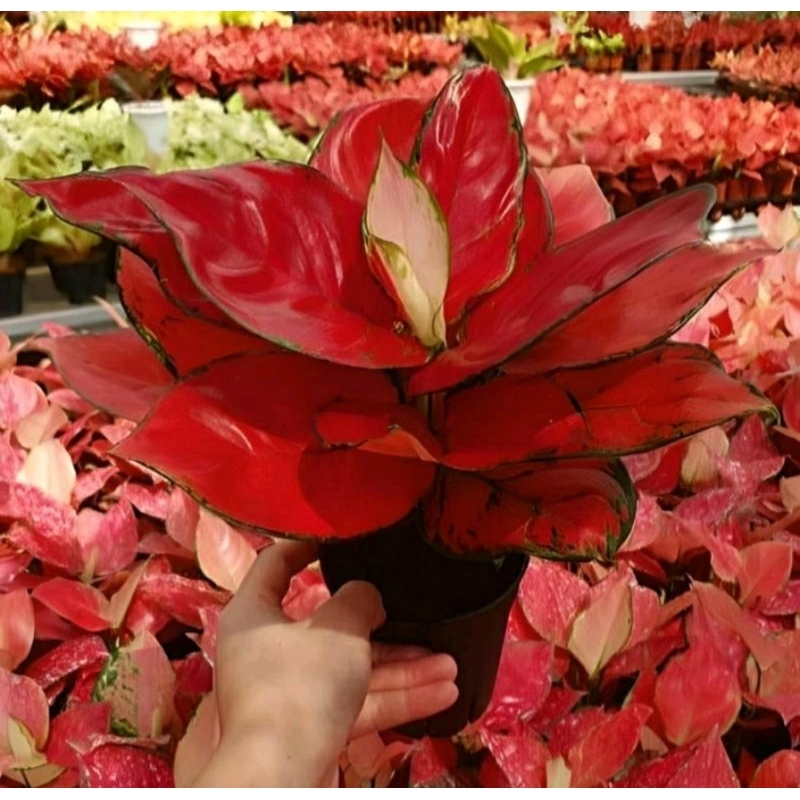 ( BISA COD ) Aglonema Suksom Jaipong Merah Mutasi Tanaman Hias Aglonema Aglaonema Suksom Jaipong Mer