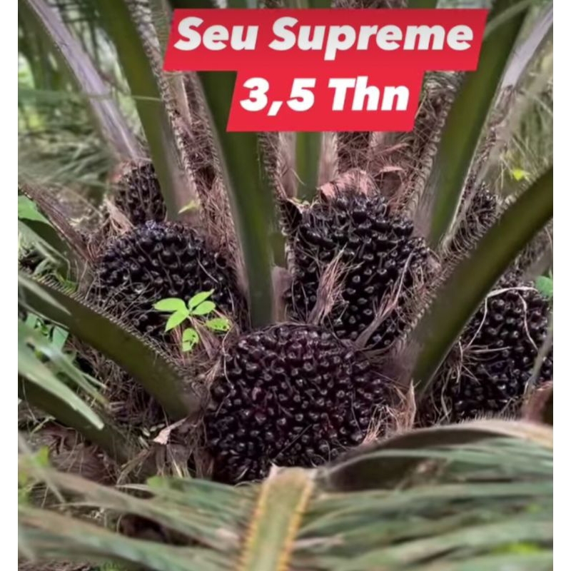Benih sawit SEU SUPREME