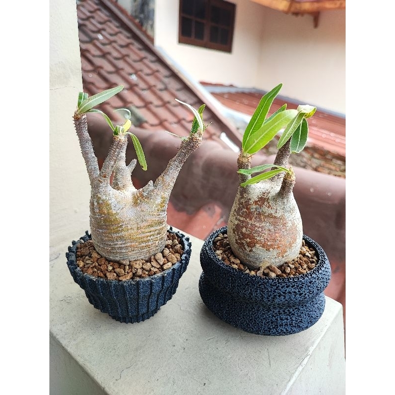 Pachypodium gracilius wild specimen madagascar plants