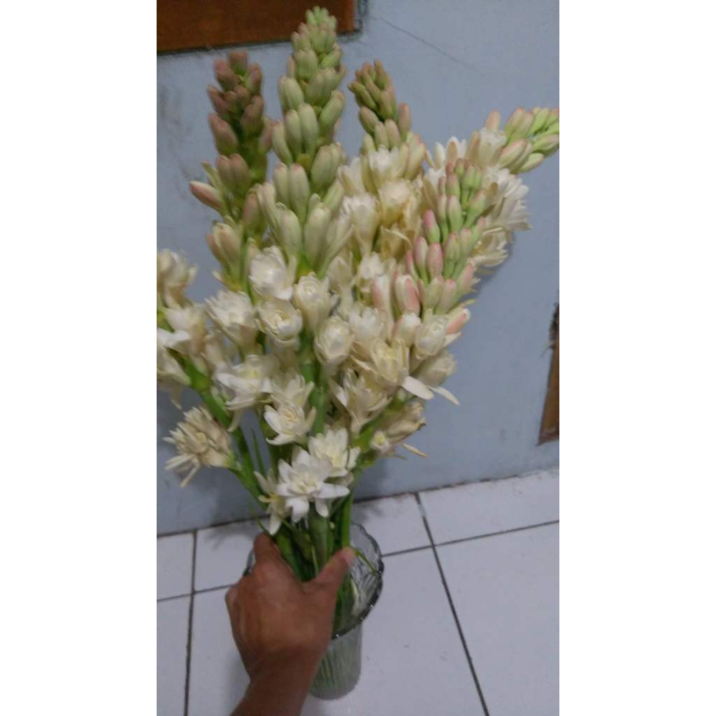 Bunga Sedap Malam Tangkai Bunga Asli Segar Wangi