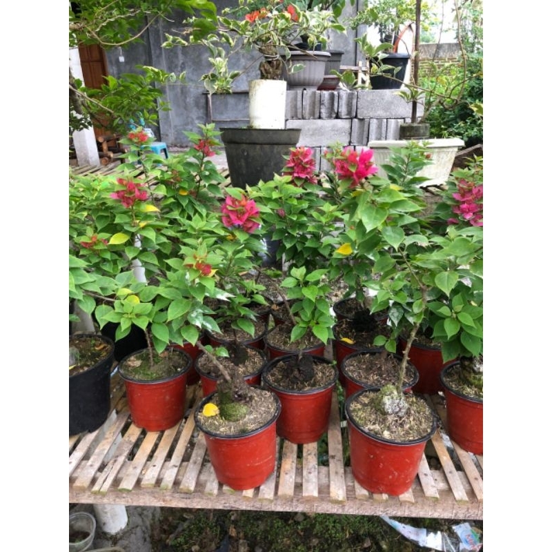 Bougenville Singapore (Pink Fanta)