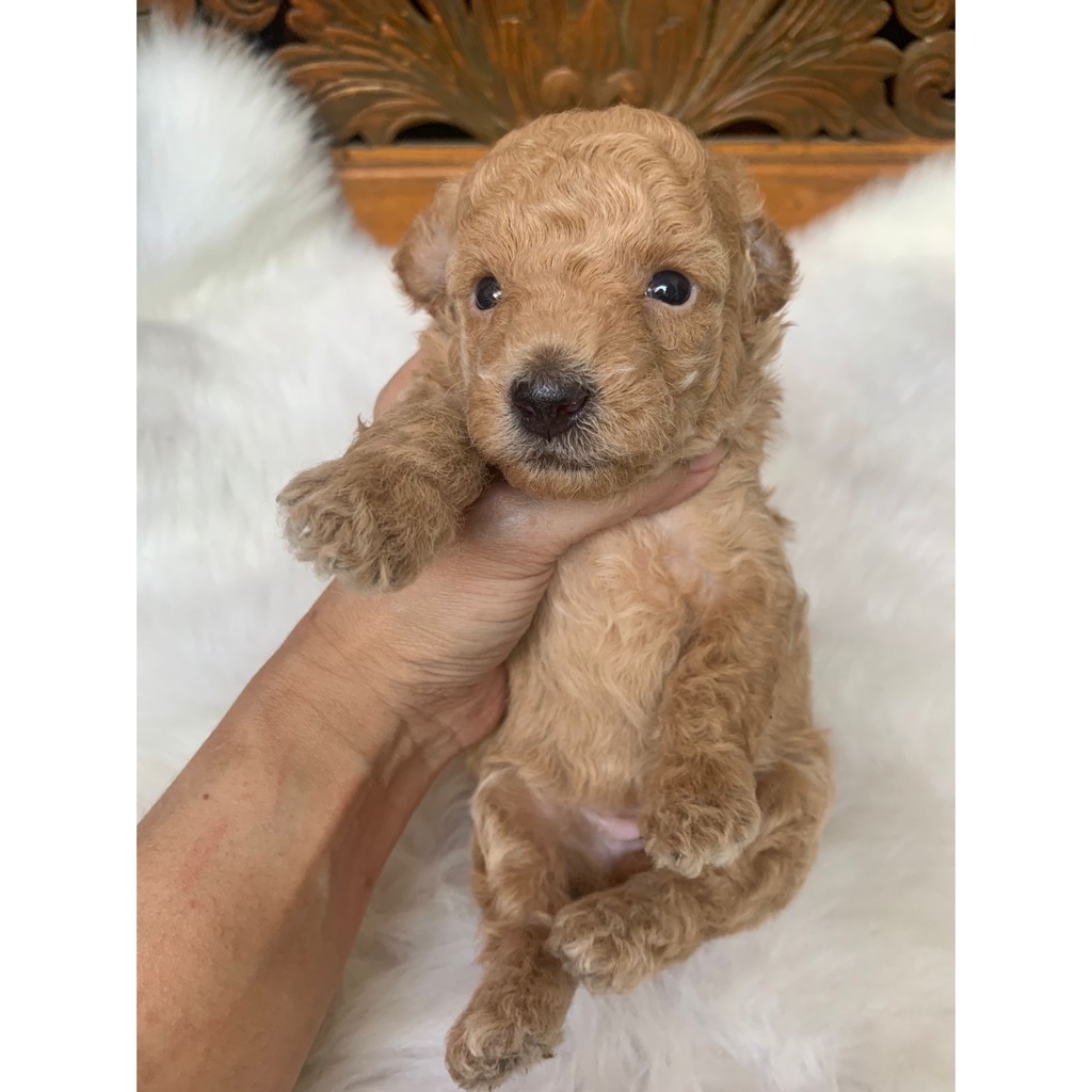 OPEN BOOKING TINY POODLE APRICOT