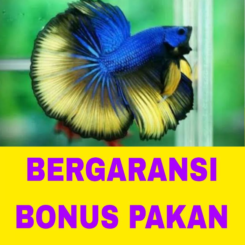 ikan cupang halfmoon sz L isi 10 bergaransi