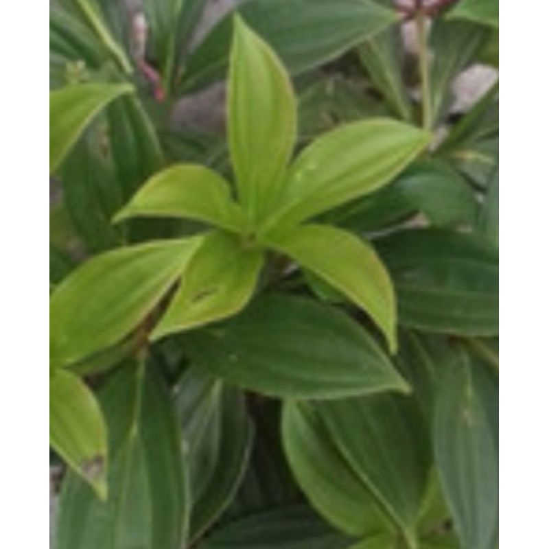 

daun parijoto segar
