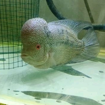 PROMO BELI 1 GRATIS 1 BURAYAK LOUHAN CENCU MM SERIES x GB KHAER SERIES