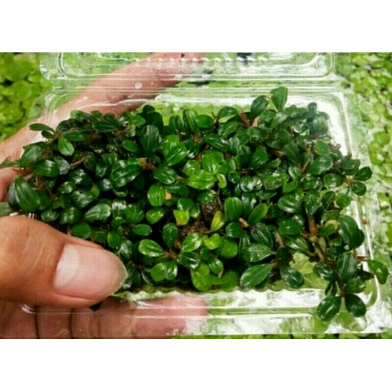 buce mini coin(original clum)