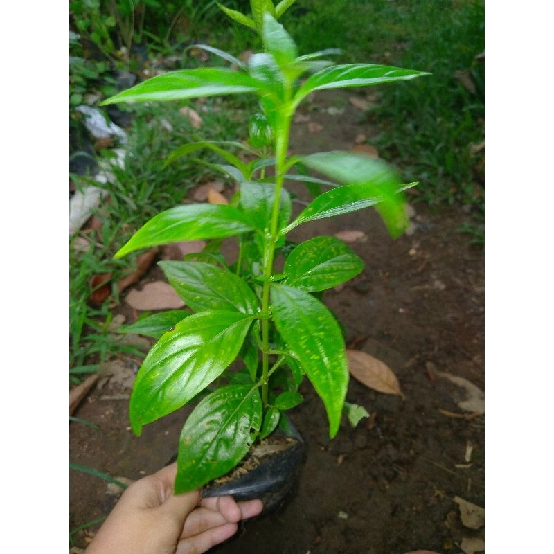 bibit sambiloto tanaman herbal sambiloto