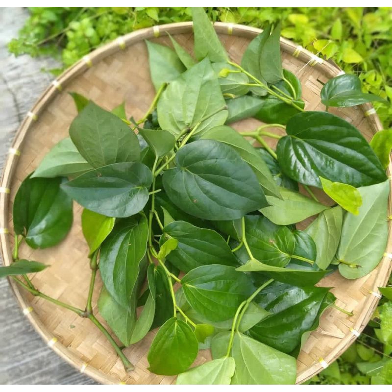 

daun sirih segar di petik langsung dari pohon