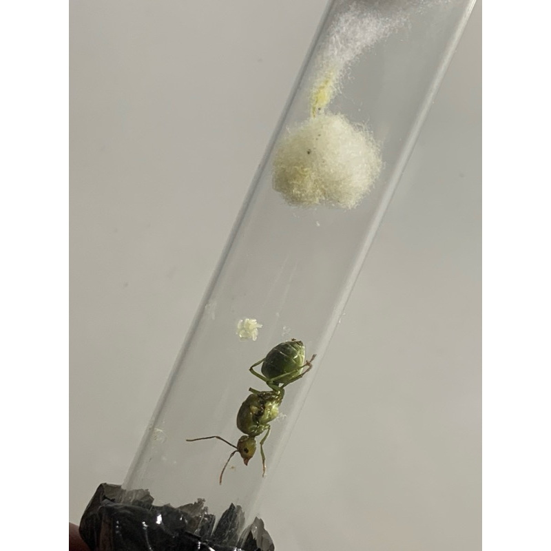 ant queen / ratu semut rangrang