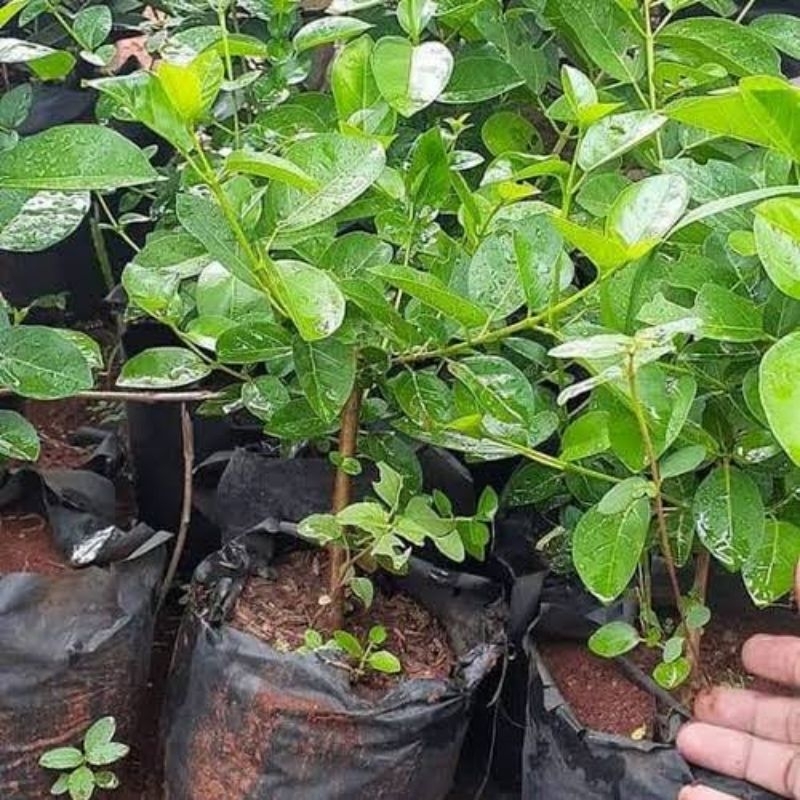 Bibit Pohon Sancang Bahan Bonsai