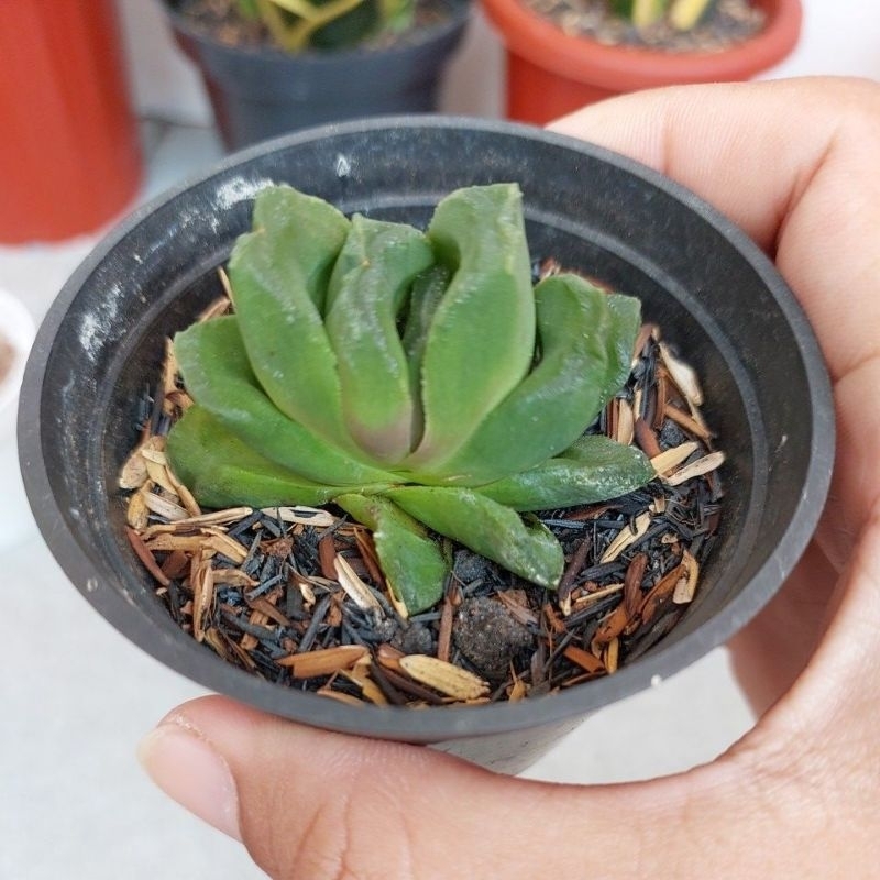 Haworthia Truncata