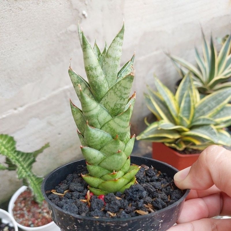 Sansevieria Hybrid Pagoda / Tower