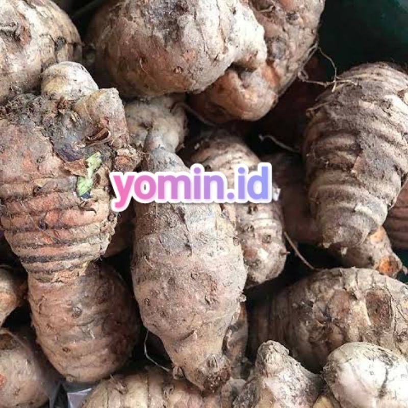 

Induk Kunyit/ Ibu Kunyit 250gr