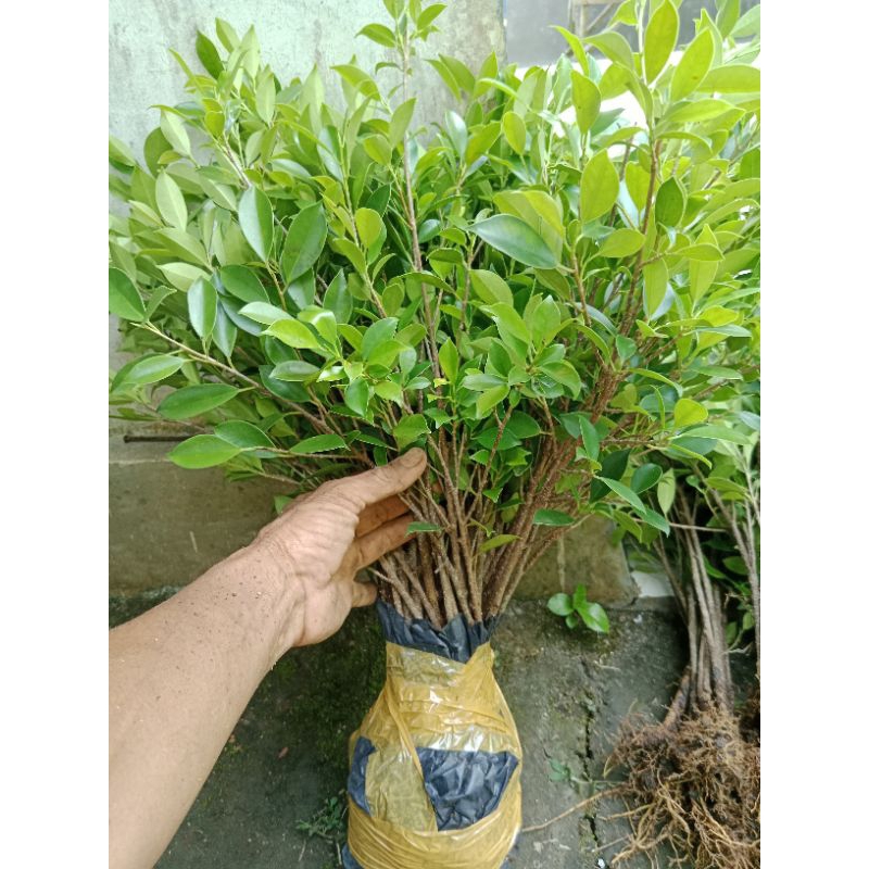 TERBARU BAHAN BONSAI KIMENG 20 POHON HASIL STEK BAGUS