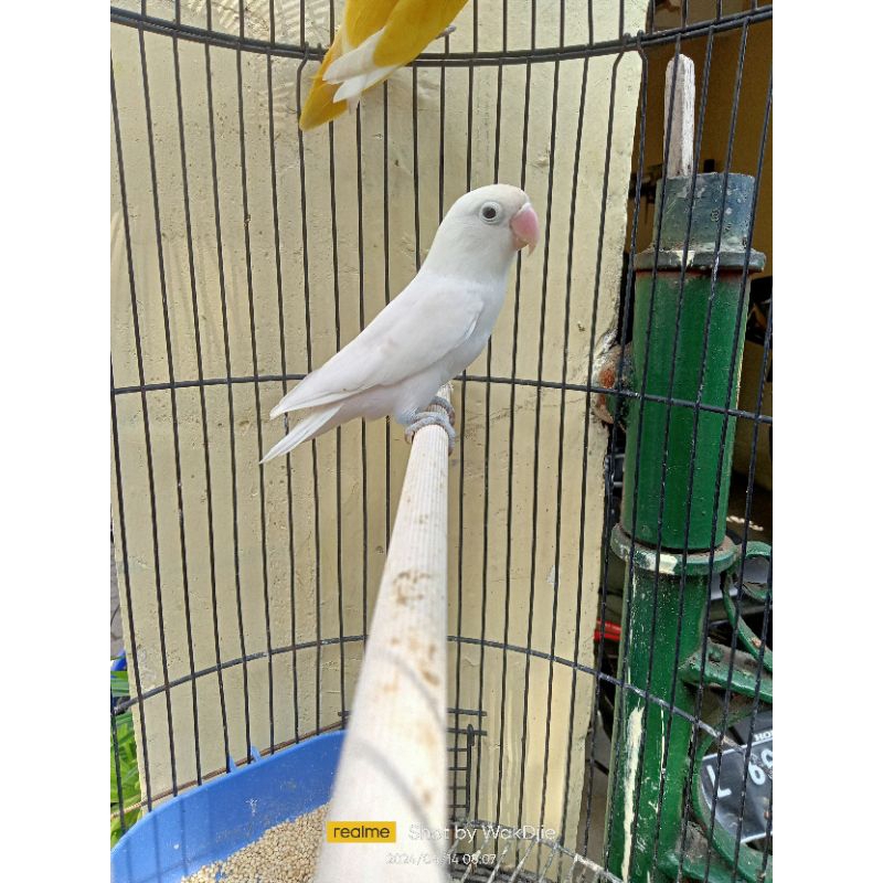 [Instant] Burung Lovebird Albino MH