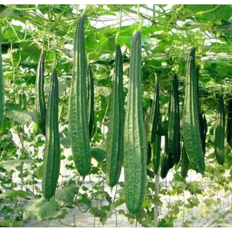 Shopritz Benih Bibit Gambas Oyong Estilo F1, Perawatan Mudah, Penjualan Mudah Dan Tahan Simpan. Isi