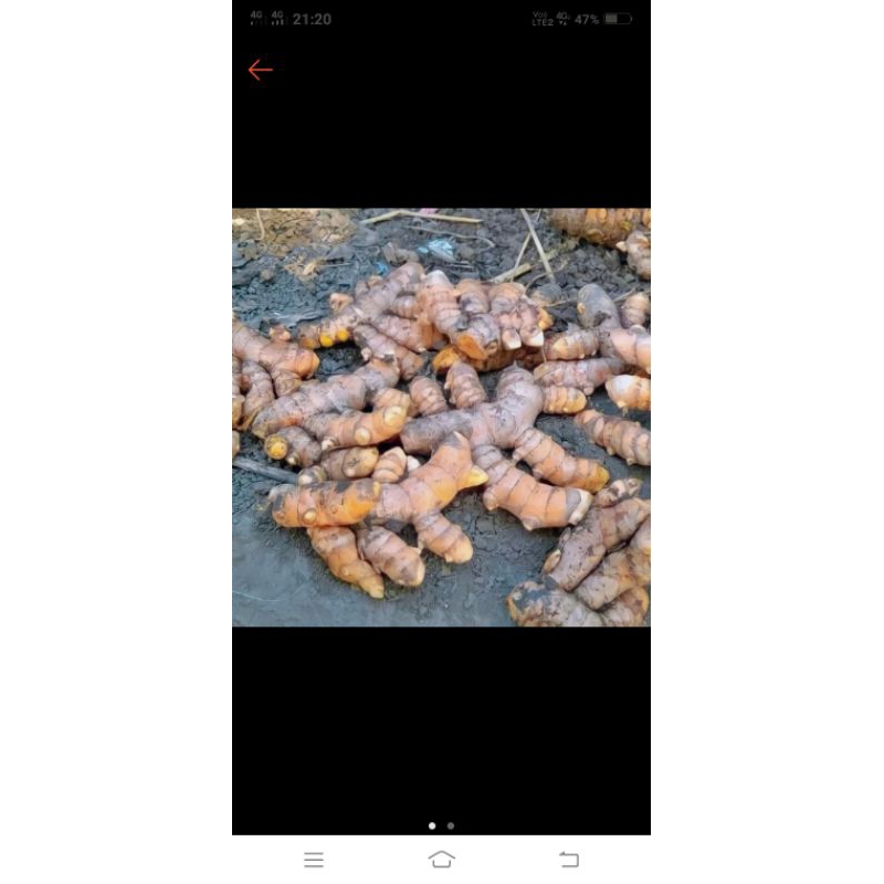 

kunir/kunyik freehs 1kg