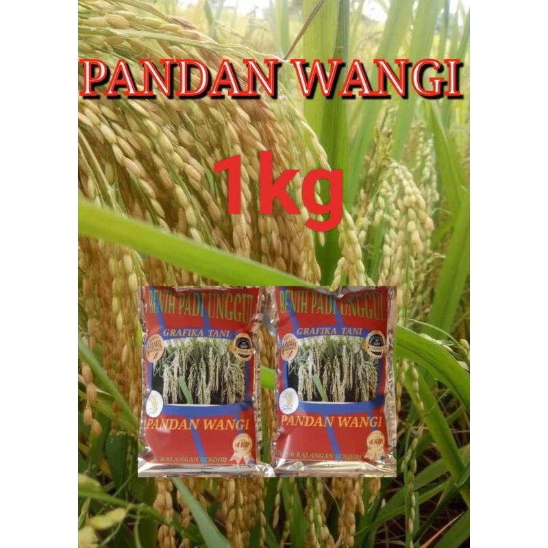 Benih Padi PANDAN WANGI kemasan 1kg