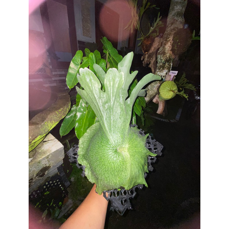 PLATYCERIUM WANDAE CABUTAN SIZE ANAKAN